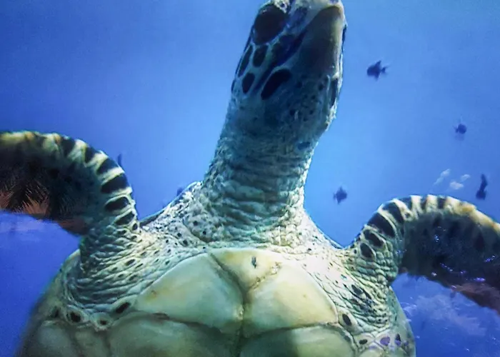 4 Bedroom Gorgeous In *